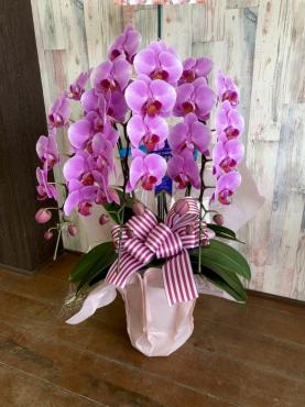お祝い胡蝶蘭｜「花善」　（北海道登別市の花キューピット加盟店 花屋）のブログ